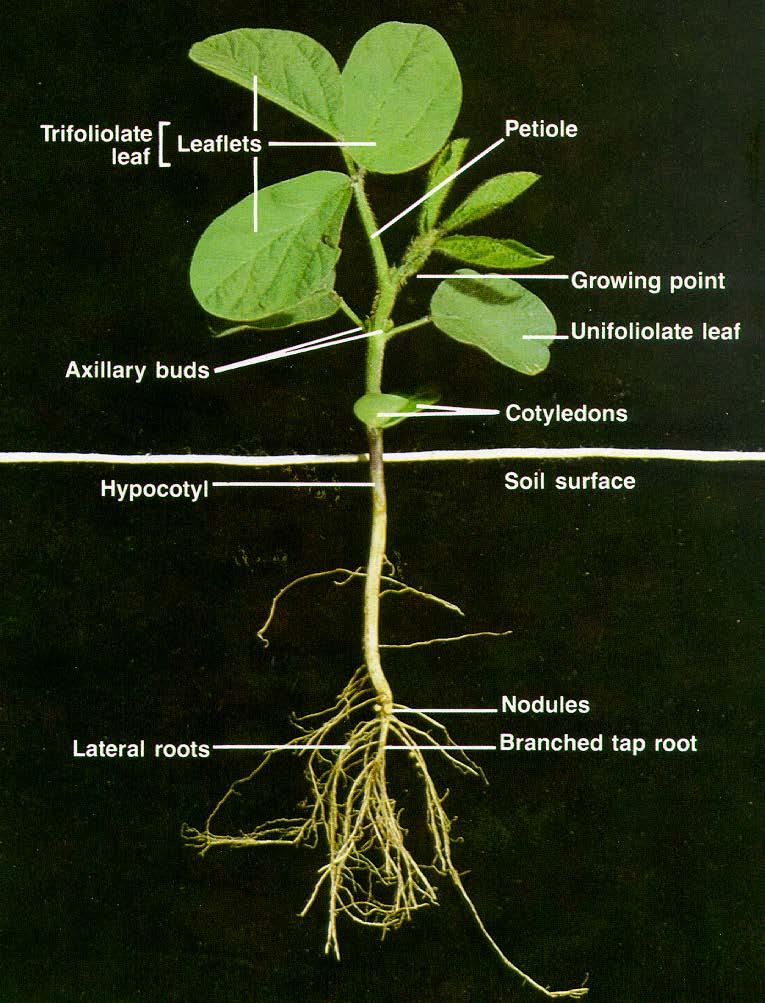 A1174 Soybean (Revised) Soybean oybean QUICK GUIDE Growth and Management Reviewed by Greg Endres, Area Agronomist Hans Kandel, Agronomist NDSU Extension Service Growth, development and yield of