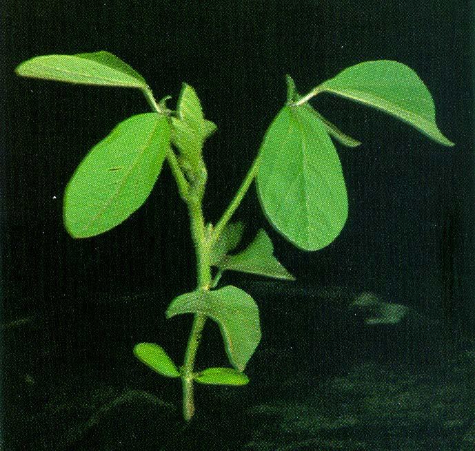 Vegetative Vegetative Growth Stages 2. Cotyledon Stage (VC) The VC stage is reached when the unifoliolate leaves are fully expanded.