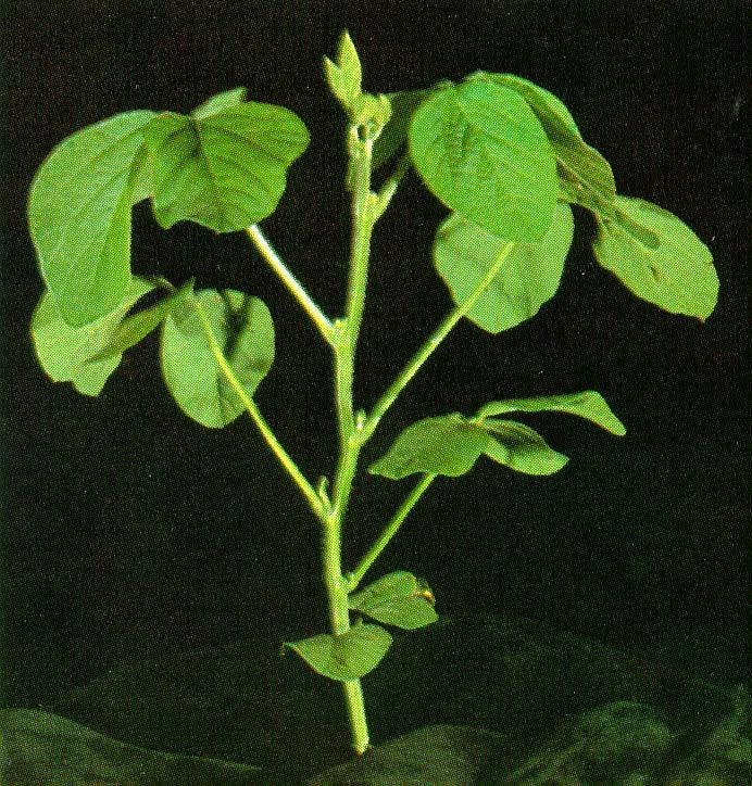 Vegetative Growth Stages 5.