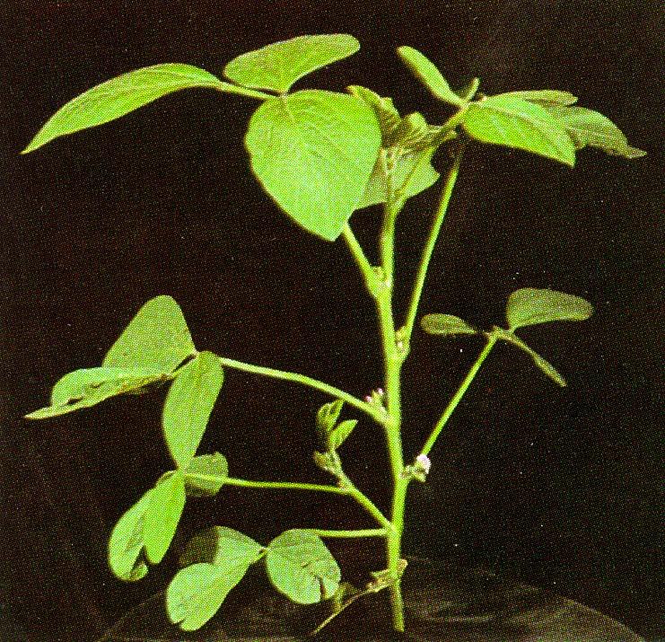 Reproductive Stages Figure 6. R1 soybean. Figure 7. R2 soybean. 1. Beginning Bloom (R1) At least one flower is on the plant at any node on the main stem.