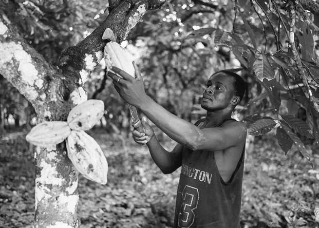 veebruaris. Kakaopuu viljade lahtimurdmiseks kasutatakse saablikujulist nuga (ingl k cutlass).