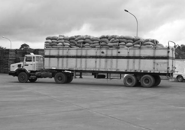 7. Transport sadamasse Kotid kakaoubadega laaditakse veoautodele,