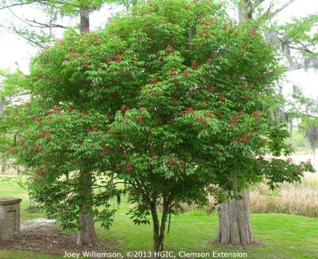 in rich, moist (mesic) woodlands, along river edges and ravines. Probably the most commonly encountered throughout South Carolina is the native red buckeye (Aesculus pavia var.