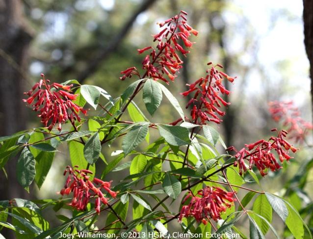 Although red buckeye will flower under shady conditions, the foliage will be denser, and plants will produce more flowers with adequate sunlight.