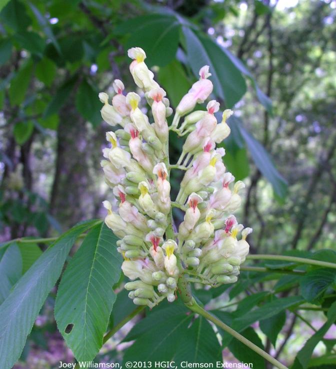 Operation Hummingbird in York County, SC ranked the red buckeye in its top ten best hummingbird-attracting plants for our state.
