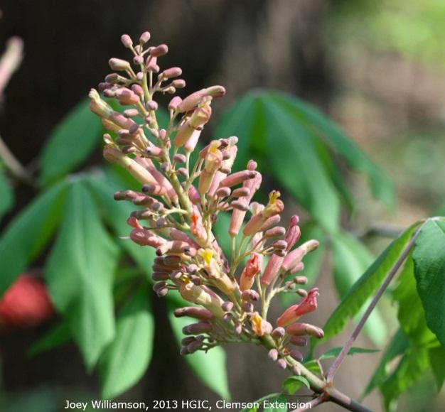 Painted buckeye (Aesculus sylvatica) panicle with pink buds, and flowering in late March. Painted buckeye (Aesculus sylvatica) terminal panicle with yellow-green flower buds.