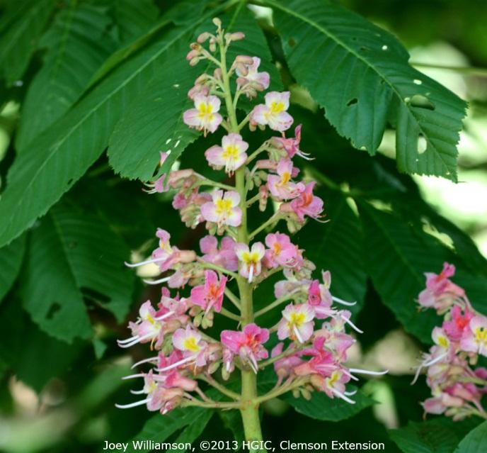 southern Asia. Horsechestnut grows best in well-drained soils in partial shade, but will grow in full sun.