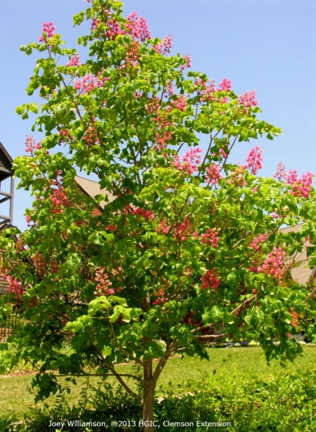 shade tree, in parking lot islands or in street medians. The hybrid may grow best in soils ranging from slightly acidic to neutral ph, so lime may need to be added to the planting area.