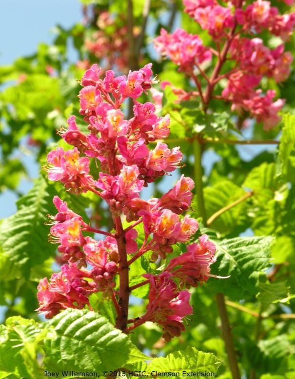 The flowers are not tubular like those of the red buckeye, but are quite open and showy like those of its common horsechestnut parent. Briotii has deep scarlet flowers held in 10-inch panicles.