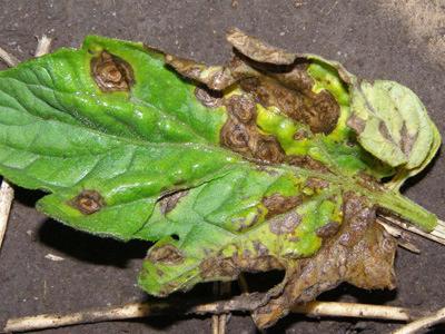 Early Blight Causal Agent: Alternaria tomatophilai (formerly A. solani) (fungus) Sources of Inoculum: Can be seedborne.