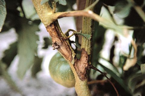 Early Blight- Stem Cankers Early Blight- Fruit Symptoms Early Blight- Fruit Symptoms Late Blight 2009 Unprecedented outbreak: Occurred unusually early in the