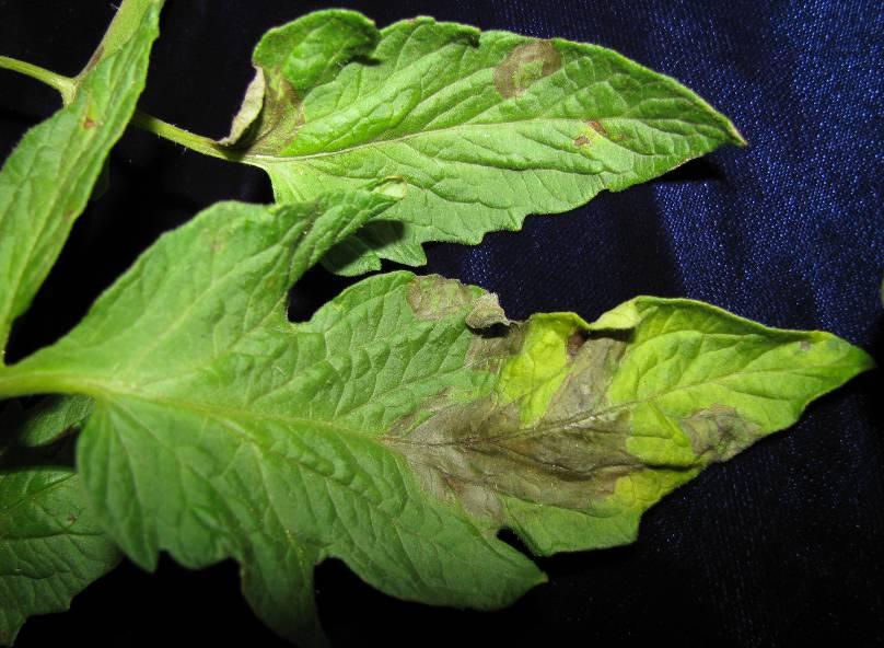 Symptoms of Late Blight (cont d): Late Blight of Tomato Fruit: Develop on the stem end or on any part of green or ripe fruit. Appear as dark brown, sunken lesions.