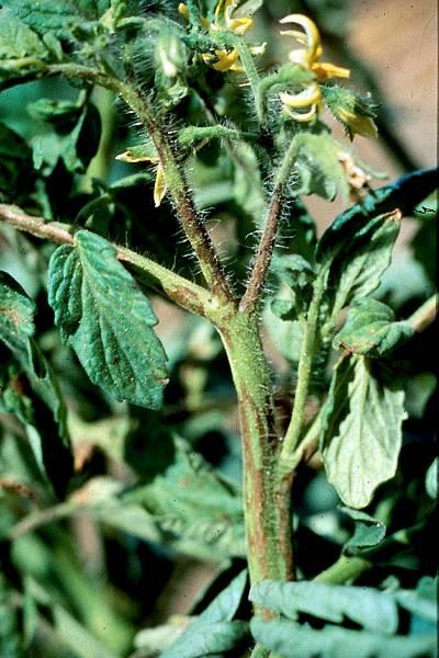 and Wilting TSWV- Fruit Symptoms