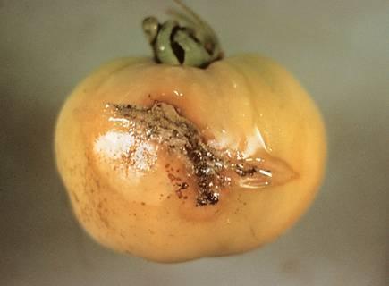 Botrytis- Fruit Infections