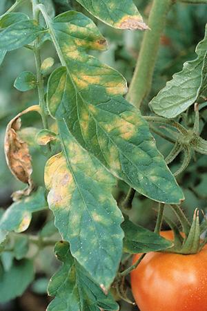 Powdery Mildew (cont d): Sources of Inoculum: Because of the wide host range, this fungus probably survives on