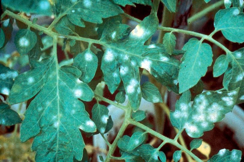 Diagnostic, diffuse, white powdery patches can develop on both leaf surfaces.