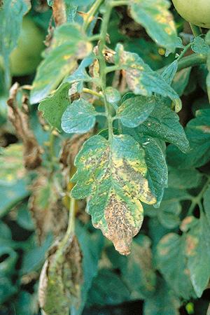 Bacterial Speck (cont d): Symptoms: Foliage- Symptoms of spot and speck are very similar on leaves.
