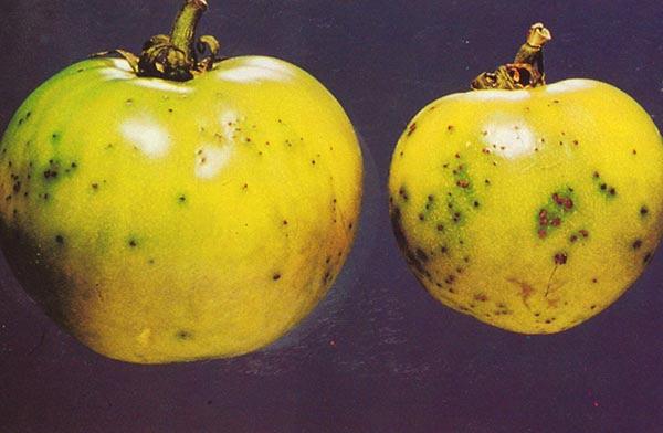 Ripe fruit: spots are dark brown to black, superficial flecks.