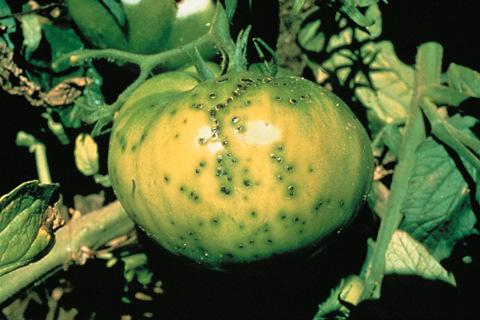Bacterial Speck- Fruit Symptoms Bacterial Spot Causal Agent: Xanthomonas campestris pv.