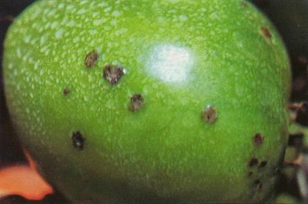 Symptoms: Fruit- Spot and speck are usually differentiated by symptoms on immature fruits.