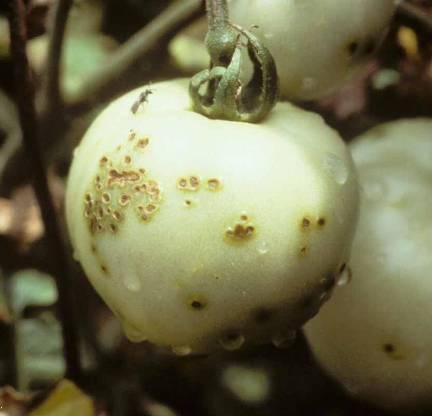Bacterial Spot- Fruit Corky lesions, often with sunken centers