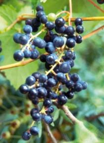 Genetic improvement of winegrapes: 6000 BC present Vitis
