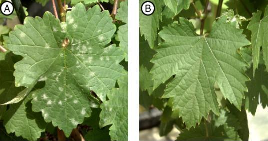 Muscadinia rotundifolia contains genes that confer strong resistance to powdery & downy mildew M. rotundifolia V.