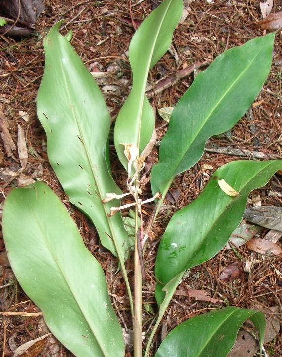 15. Alpinia petiolata (Bak.) Holtt.