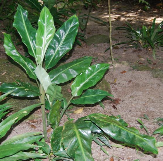 20. Alpinia vitellina var. cannifolia (Ridl.) Holtt. Alpinia vitellina var. cannifolia (Ridl.) Holtt., Novon 6 (1996) 223.