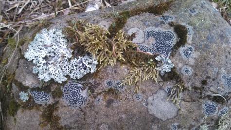 Slime Molds Despite the creepy name, what are better called Myxomycetes are not true fungi, but are