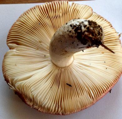 Some might be confused with Hygrophoropsis aurantiaca on the next page which is not edible. Russula cf.