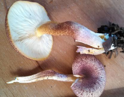 Another white spored, saprobic mushroom, Lentinus has close, white gills with a shitake like smell (shitake is Lentinula