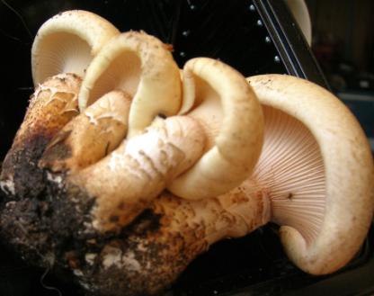 The more common Lentinus strigosus is also a wood-eater and has a hairy cap; David Arora, author of Mushrooms Demystified