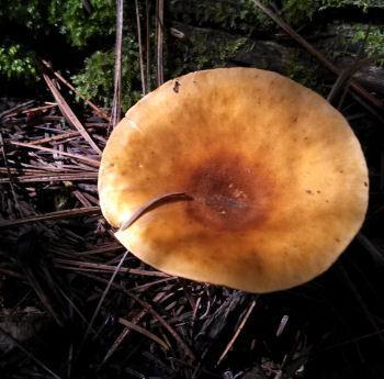 Hygrophoropsis aurantiaca false chanterelle Growing on wood, sometimes buried, this guy can be