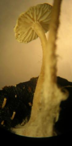 The tiny cutie on the right is a view through a dissecting microscope; at less than a centimeter, it