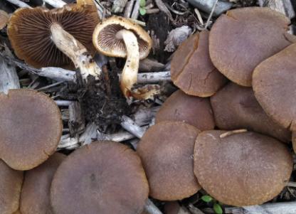 Psathyrella sp. Caution: entering the LBM realm! Little brown mushrooms sometimes frustrate identification.