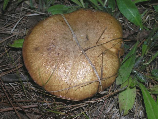are ready to fall out. The most common genera are Boletus, Suillus, and Leccinum. Spore prints are often dark brown.