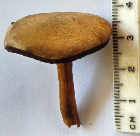 Again, edible but not desirable. Some people have gastric problems with Leccinum.