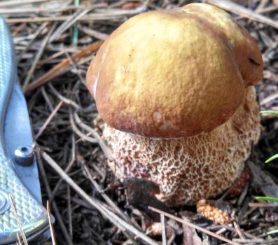 means looks like this species ) Note the reticulation/netting on the stem present in many Boletus