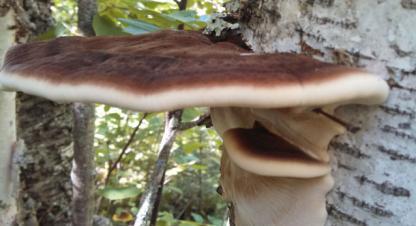 Polypores Polypores are usually brackets, shelves or conks that grow on wood, have pores and