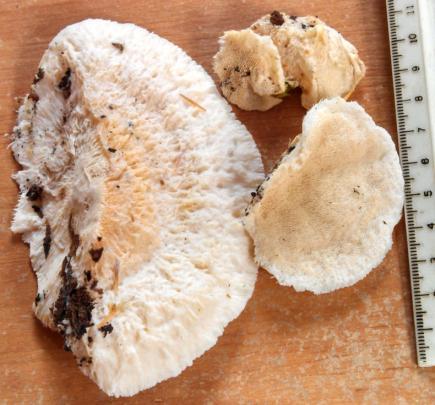 Ischnoderma resinosum Fleshy or fibrous shelf on hardwoods in the fall.