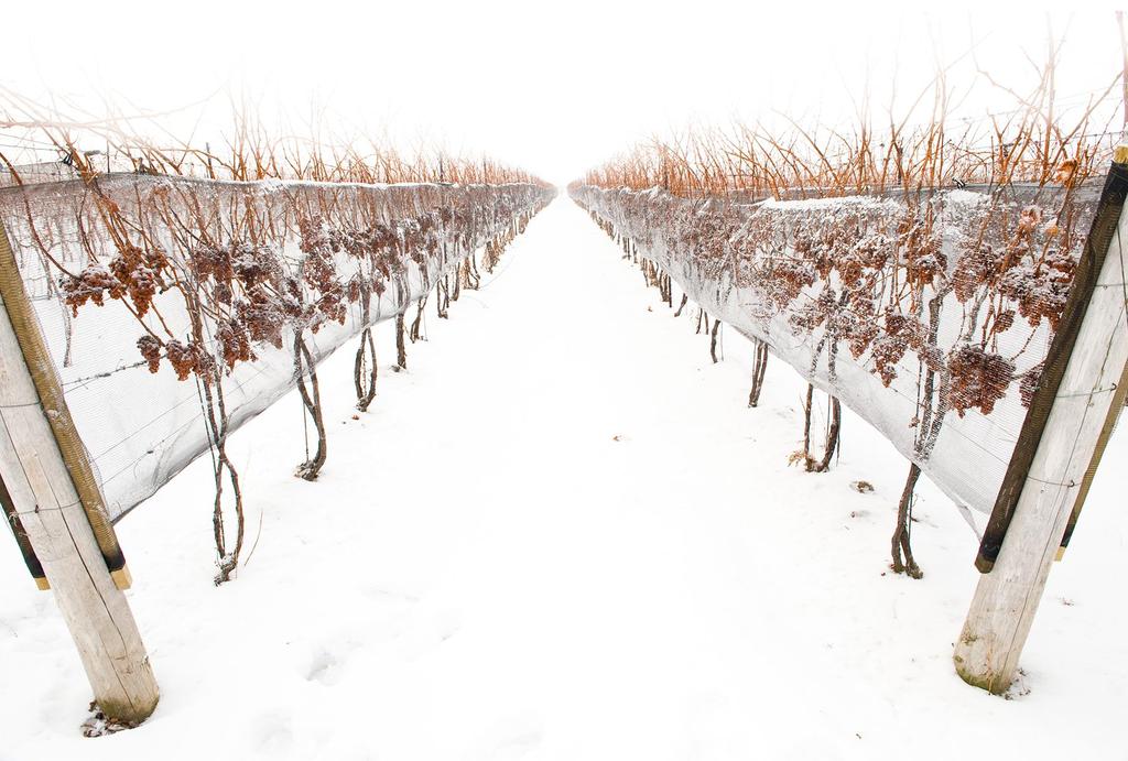 Canada Icewine» Made from grapes naturally frozen on the vine» Low yields: 10 Icewine grapes = 1 ml Icewine» First made in British Columbia in 1978» First made in Ontario in 1984 and produced every