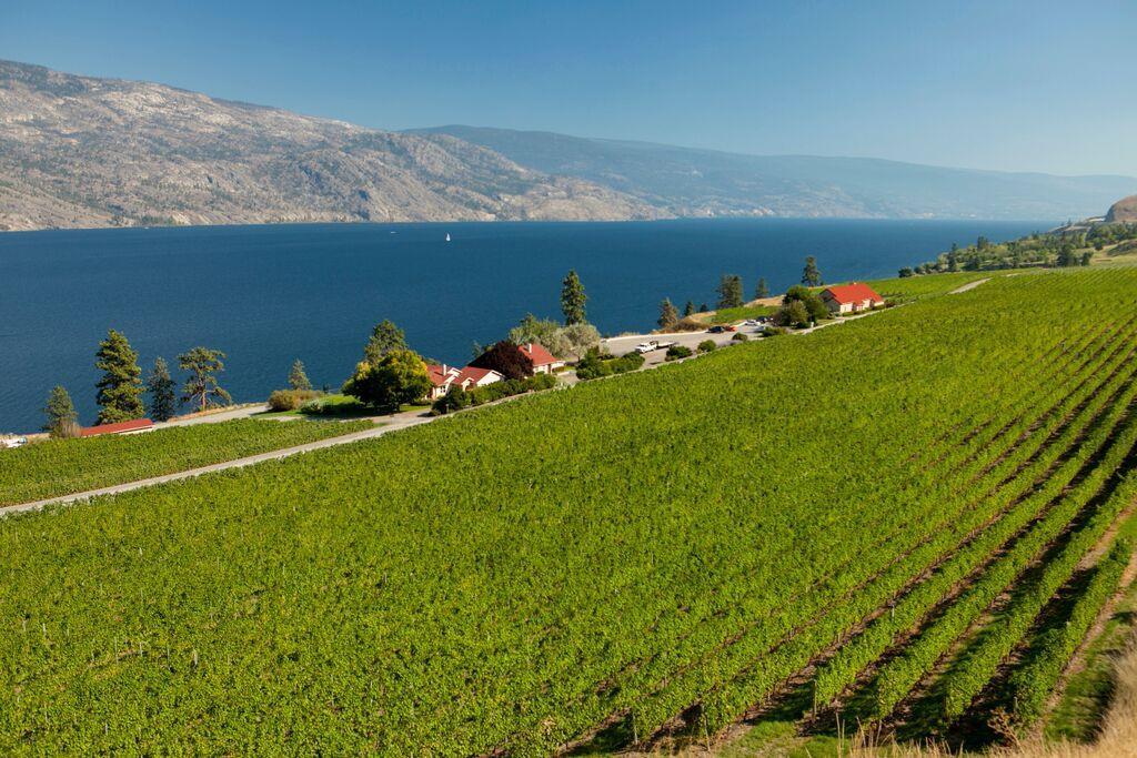 Canada Rooted in Cool 41 and 50 North 670+ wineries 1770 grape growers 30,000 acres