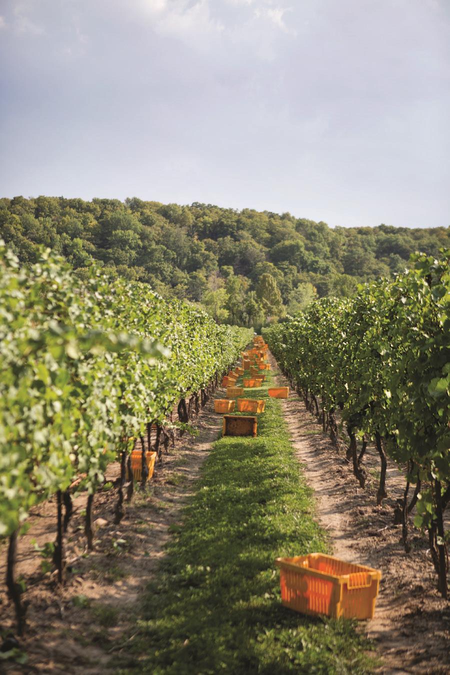 Canada Main Grape Varieties ONTARIO Core White Varieties: Riesling, Chardonnay Core Red Varieties: Pinot Noir, Cabernet Franc, Gamay Noir BRITISH COLUMBIA Most Planted Whites: Pinot Gris, Chardonnay,