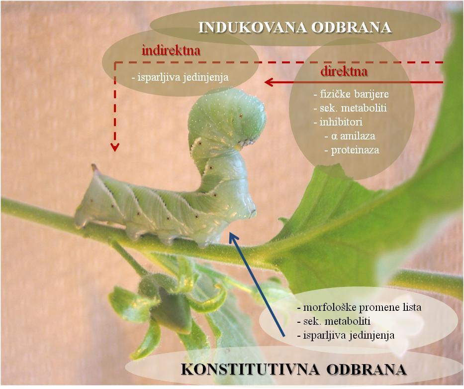 1. Uvod Slika 1. Mehanizmi konstitutivne i indukovane odbrane biljaka od herbivornih insekata. 1.1.1. Konstitutivna odbrana biljaka Konstitutivna odbrana odnosi se na postojanje različitih fizičkih