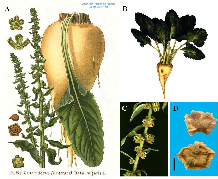 1. Uvod godine u kojoj biljka razvija polne organe u kojima se nakon oprašivanja vetrom i oplođenja stvara seme.