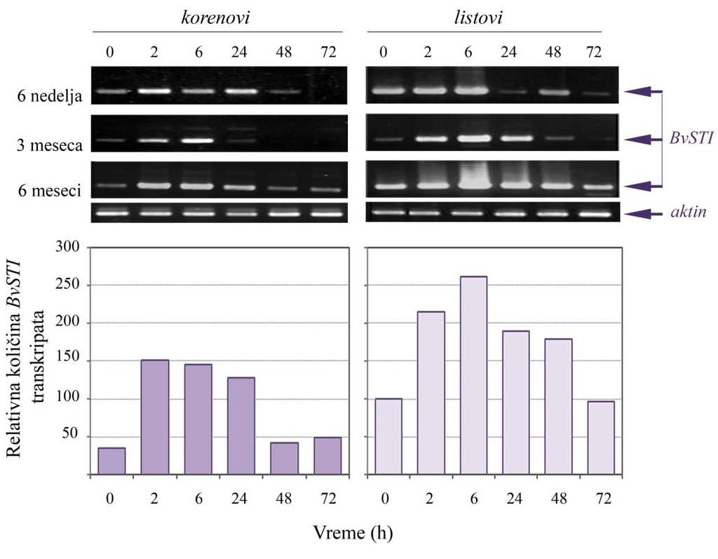 4. Rezultati Slika 12. RT-PCR analiza ekspresije BvSTI gena u F1016 liniji šećerne repe.