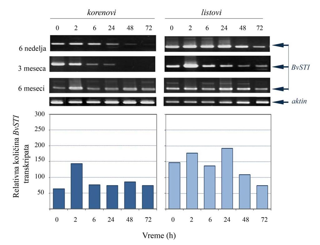 4. Rezultati Slika 15. RT-PCR analiza ekspresije BvSTI gena u UT-8 liniji šećerne repe. Akumulacija BvSTI transkripata praćena je na isti način kao i kod F1016 biljaka, opis uz Sliku 12.