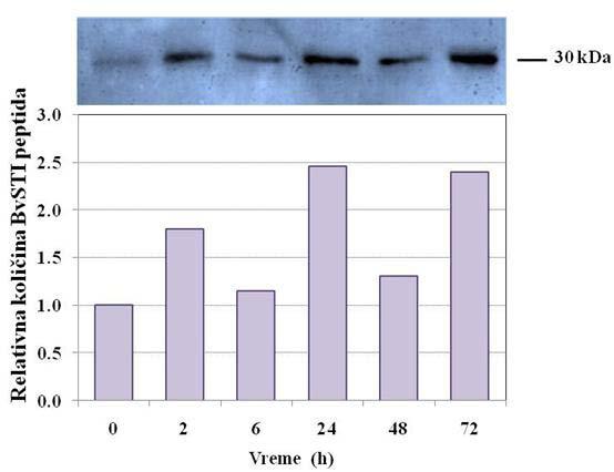 4. Rezultati veća količina proteina akumulirala se u F1016 (Slika 16) nego u F1010 listovima (Slika 17).