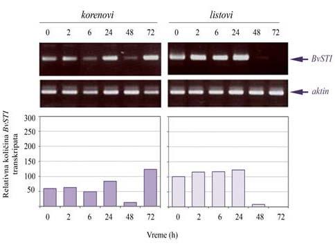 4. Rezultati U F1016 korenovima do prvog značajnijeg porasta u akumulaciji BvSTI transkripata došlo je tek 24 sata nakon početka hranjenja larvi (Slika 19).